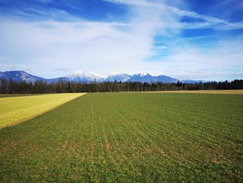 Scenic view of agricultural field against sky