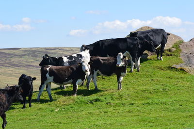 Cows grazing on green hill