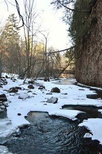 Snow covered plants by bare trees during winter