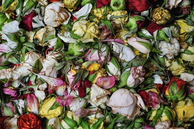 Full frame shot of multi colored roses