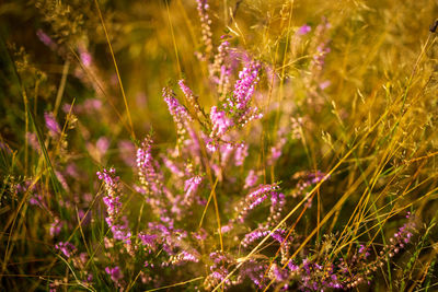 Close-up of purple flowering plants on field