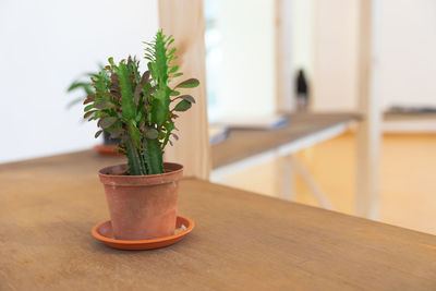 Close-up of potted plant on table