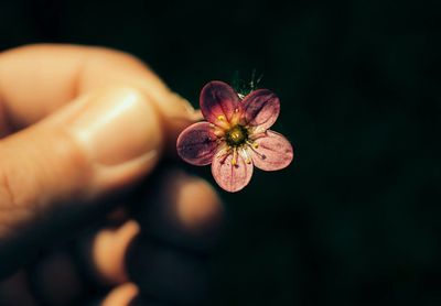 Close-up of hand holding flower