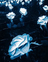 Close-up of white rose floating on water