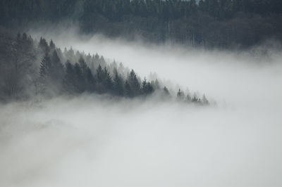 Scenic view of trees in forest against sky