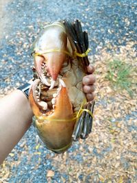 Close-up of hand holding crab