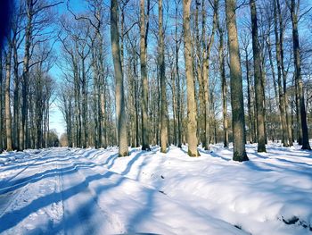 Bare trees on snow covered landscape