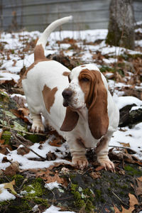 Dog looking away on snow covered land