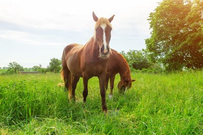 Horse standing in ranch