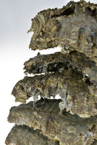 Close-up of lizard on rock against white background