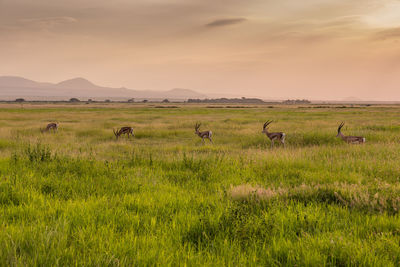 Scenic view of grassy field against sky during sunset