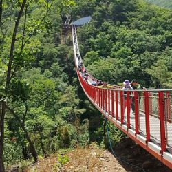 Footbridge over river in forest
