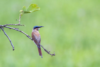 Close-up of bird perching on a branch