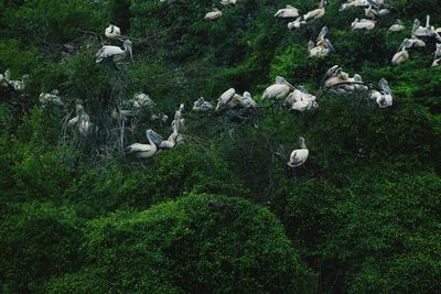 View of birds on land