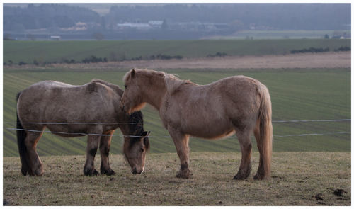 Horses standing in field