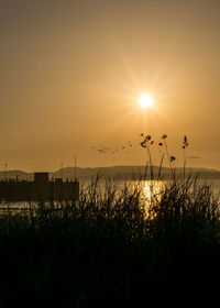 Silhouette plants by sea against sky during sunset