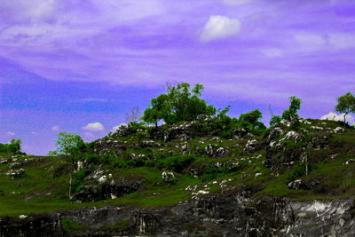 Trees on field against sky