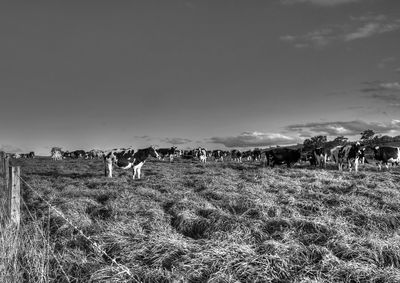 View of horses on field against sky