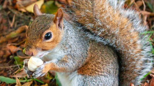 Close-up portrait of squirrel