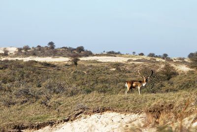 Side view of deer standing on field against sky