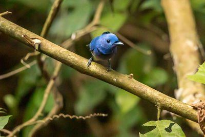 Close-up of bird perching on branch