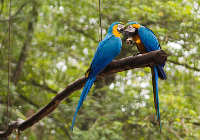 Blue bird perching on branch in forest