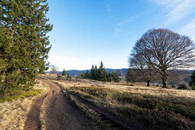 Trees on field against sky