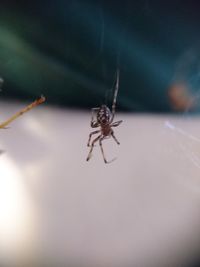 Close-up of insect on wall