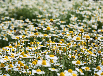 Large field with white blooming daisies on a spring day, selective focus