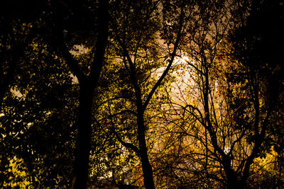 Low angle view of trees in forest