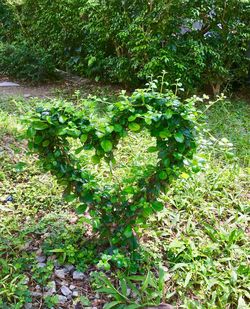 Close-up of prickly pear cactus