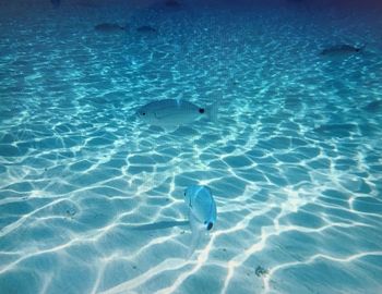 View of fish swimming in sea