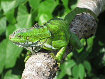 Close-up of a lizard on tree