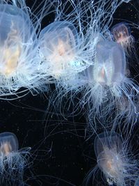 Jellyfish swimming in sea