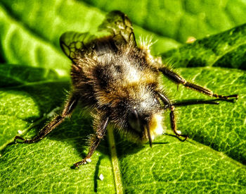 Close-up of insect on leaf