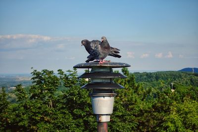 Bird perching on a tree