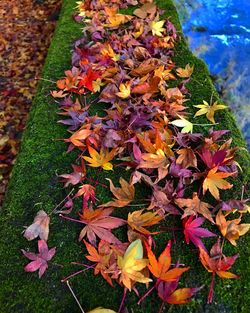 Close-up of autumnal leaves