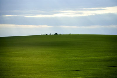 Scenic view of grassy field against sky