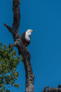 Low angle view of bald eagle perching on tree against clear blue sky
