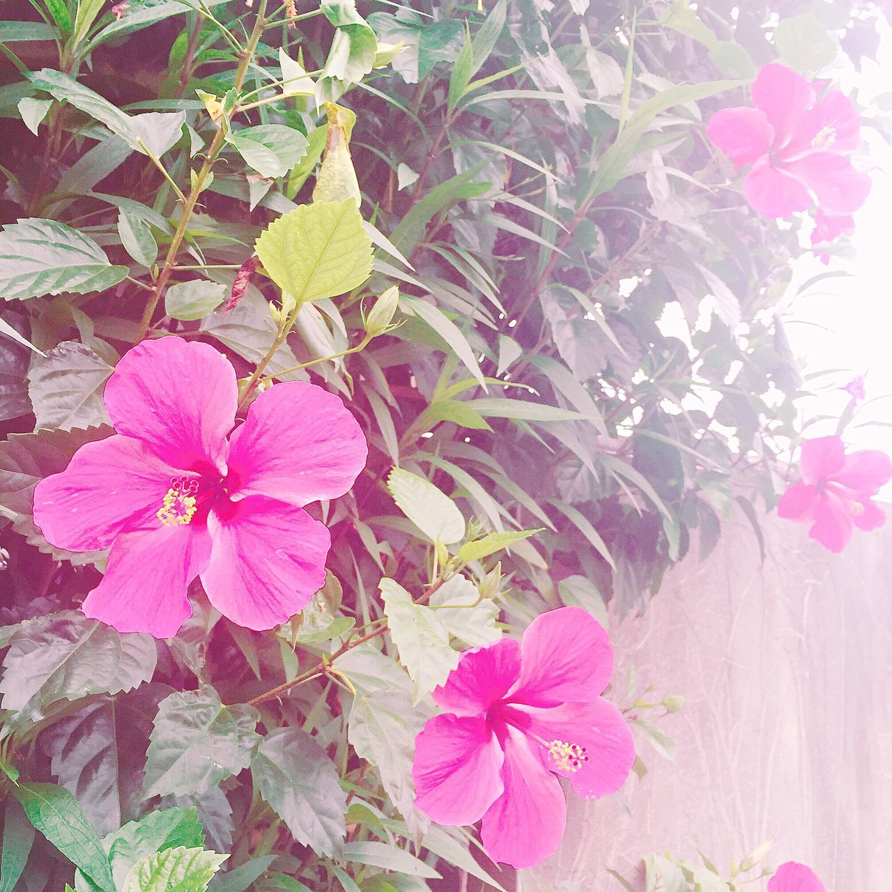 flower, freshness, petal, fragility, pink color, growth, beauty in nature, flower head, nature, blooming, plant, leaf, in bloom, close-up, high angle view, blossom, botany, day, outdoors, no people