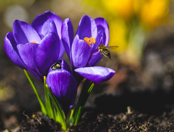 Close-up of purple crocus flowers