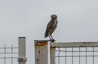 Bird perching on wooden post against clear sky