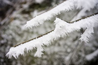 Close-up of snow covered pine tree