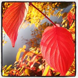 Close-up of leaves on twig