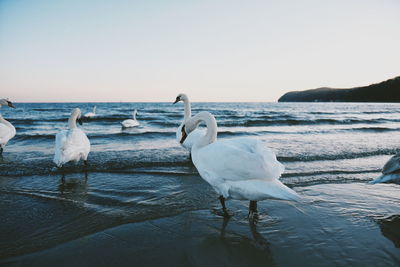 Swans on beach against clear sky