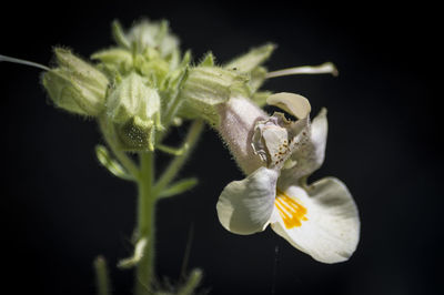 Close-up of insect on flower against black background