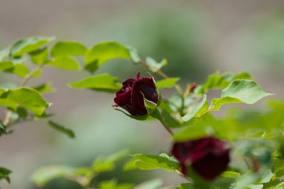 Close-up of red rose blooming outdoors