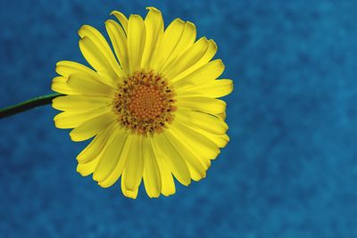 Close-up of yellow sunflower blooming outdoors