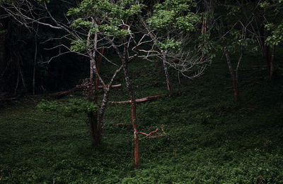 Trees growing in forest