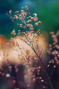 Close-up of flowering plant on field